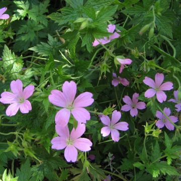 Geranium endressii