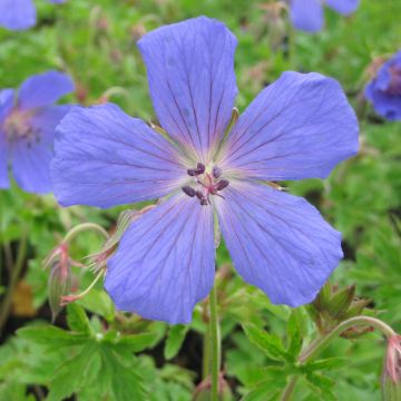 Geranium himalayense
