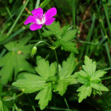 Geranium palustre
