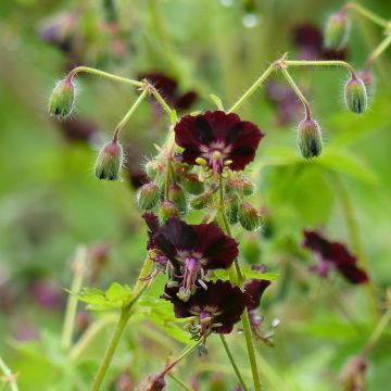 Geranium phaeum Angelina