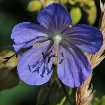 Geranium pratense Cluden Sapphire