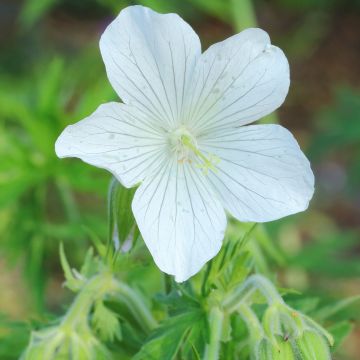 Gerânio Galactic - Geranium pratense f. albiflorum