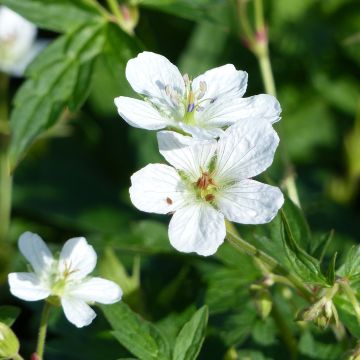 Geranium richardsonii