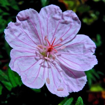 Gerânio-sanguíneo Compactum - Geranium sanguineum