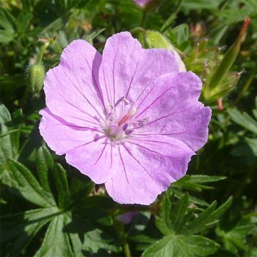 Gerânio-sanguíneo Elsbeth - Geranium sanguineum