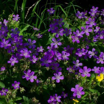 Geranium sylvaticum Bridget Lion