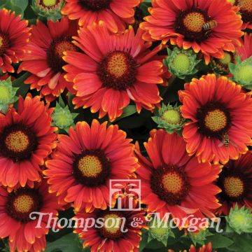 Gailárdia grandiflora Arizona Red Shades em sementes