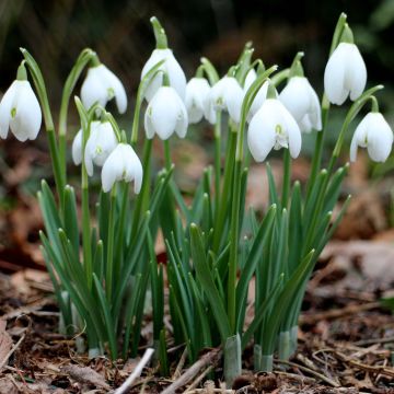 Galanthus nivalis - Campainha-de-inverno