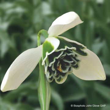 Galanthus nivalis f. pleniflorus Dionysus - Campainha-de-inverno