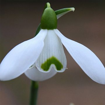 Galanthus nivalis S. Arnott - Campainha-de-inverno
