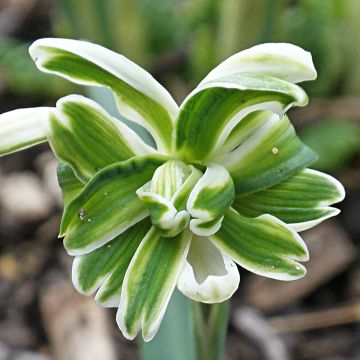 Galanthus nivalis f. pleniflorus Blewbury Tart - Campainha-de-inverno