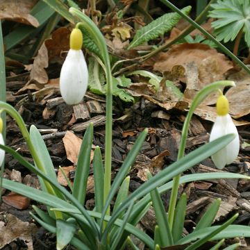 Galanthus nivalis Primrose Warburg - Campainha-de-inverno