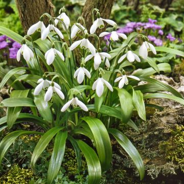 Galanthus woronowii - Campainha-de-inverno