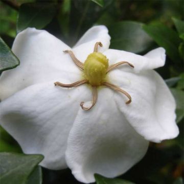 Gardénia jasminoides Sweetheart