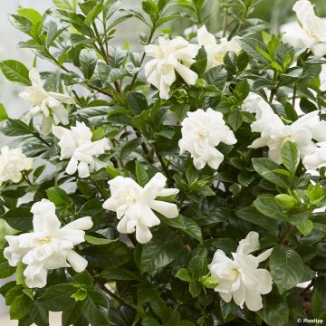 Gardénia jasminoides Double Diamonds