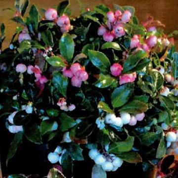 Gaultheria procumbens Color Surprise