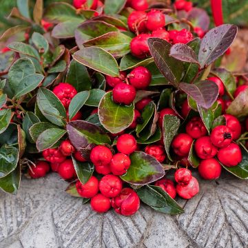Gaultheria procumbens