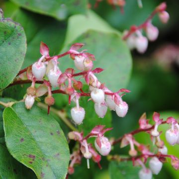 Gaultheria shallon