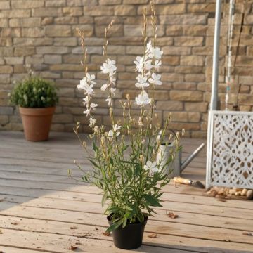 Gaura lindheimeri Viva Nova