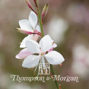 Gaura lindheimeri Sparkle White em sementes