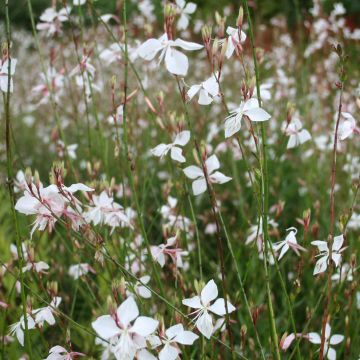 Gaura lindheimeri Branca