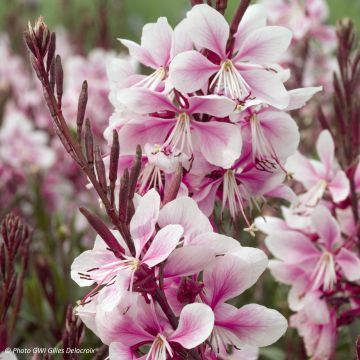 Gaura lindheimeri Cherry Brandy
