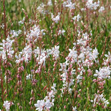 Gaura lindheimeri Elegance
