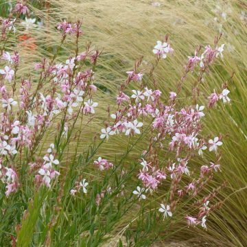 Gaura lindheimerii The Bride em sementes