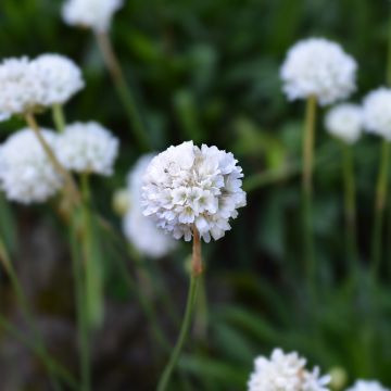 Armeria maritima Alba Armeria maritima Alba