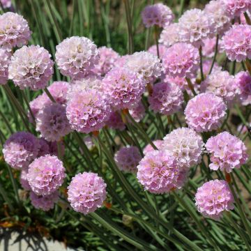 Armeria maritima Rosea Armeria maritima Rosea