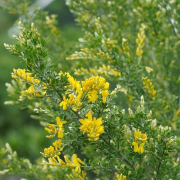 Cytisus scoparius Golden Sunlight