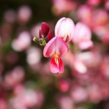 Cytisus precox Hollandia