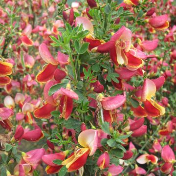 Cytisus Maria Burkwood