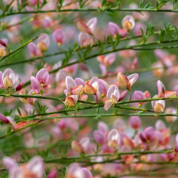 Cytisus scoparius Moyclare Pink