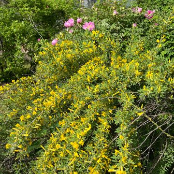Cytisus praecox Allgold