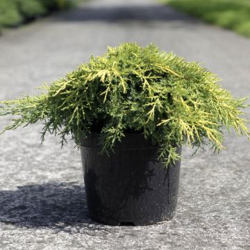 Juniperus × media Gold Star