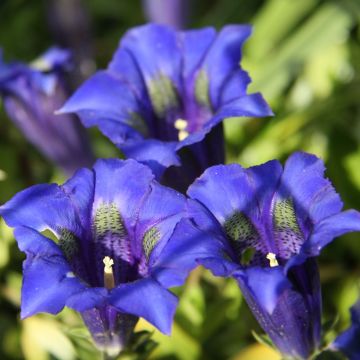 Gentiana acaulis