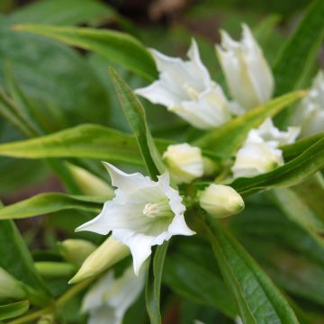 Gentiana asclepiadea var. alba Gentiana asclepiadea var. alba