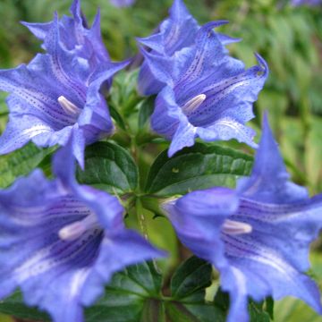 Gentiana asclepiadea