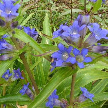 Gentiana dahurica