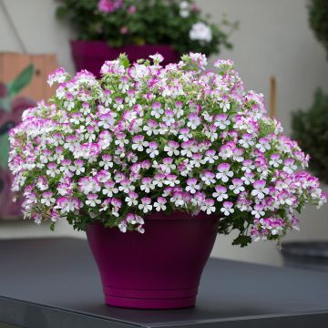 Sardinheira Mosquitaway Louise em minimottes