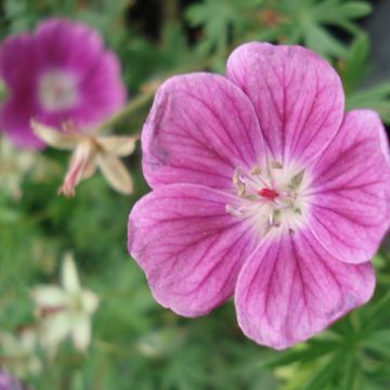 Gerânio-sanguíneo Elke - Geranium sanguineum