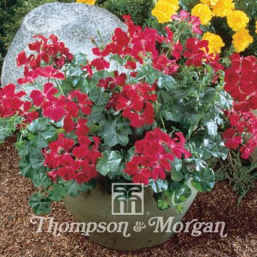 Gerânio Hera Summer Showers Burgundy em sementes