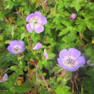 Geranium wallichianum Sweet Heidi