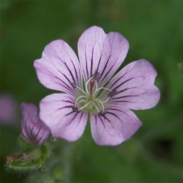 Gerânio Karen Wouters - Geranium