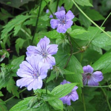 Geranium nodosum