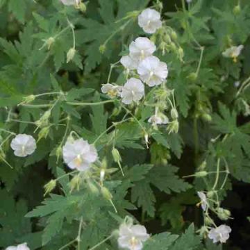 Geranium phaeum Album