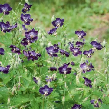 Geranium phaeum Lily Lovell