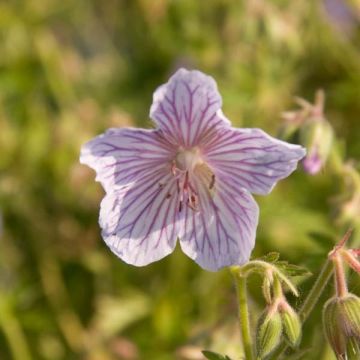Geranium pratense Ilja