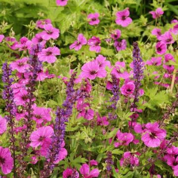 Gerânio Eva - Geranium psilostemon